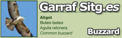 costa-garaff-Buzzard