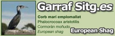 costa-garaff-European-Shag