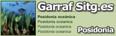 costa-garaff-Posidonia