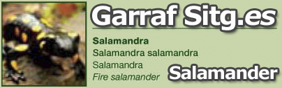 costa-garaff-Salamander