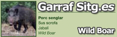 Garraf Natural Part Flora and Animals
